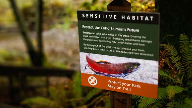 A photo of a sign with information about Coho Salmon populations. 
