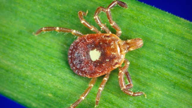 A female Amblyomma americanum, or lone star tick.