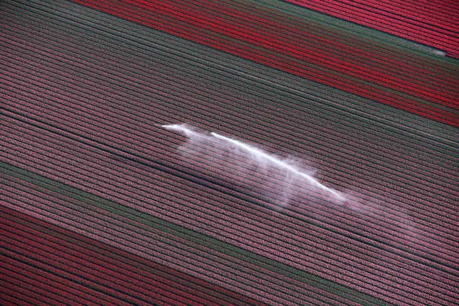 Image for article titled The soothing, hypnotic colors of tulip season, seen from above