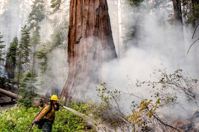 A firefighter protects a sequoia tree as the Washburn Fire burns through Mariposa Grove in Yosemite National Park on Friday, July 8.