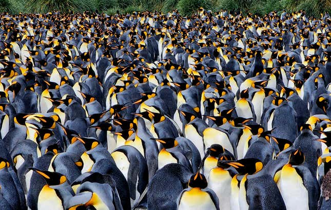Photo of King Penguins 