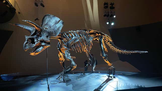 Triceratops.