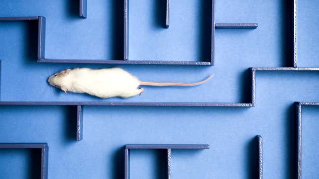Image for article titled Existential Researchers Teach Rat To Run Forever Through Exitless Maze