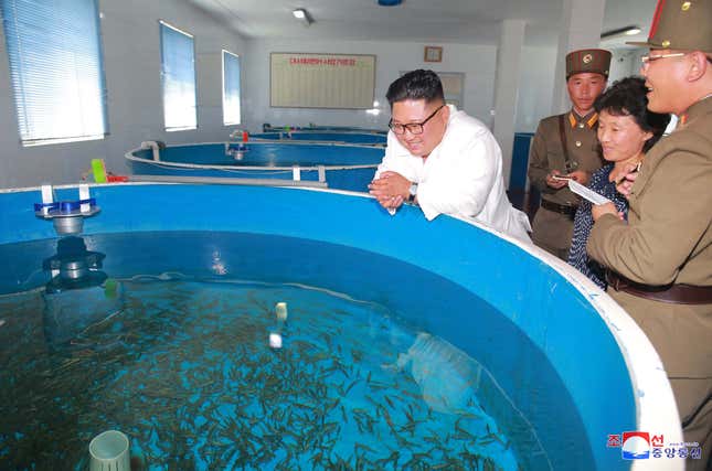 Viewing the product at a fish farm in Pyongyang.