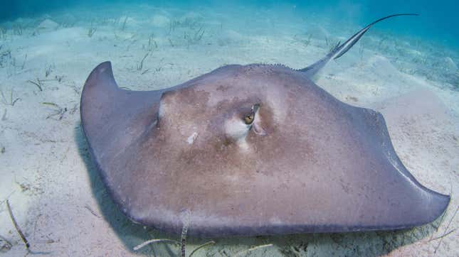 A stingray.