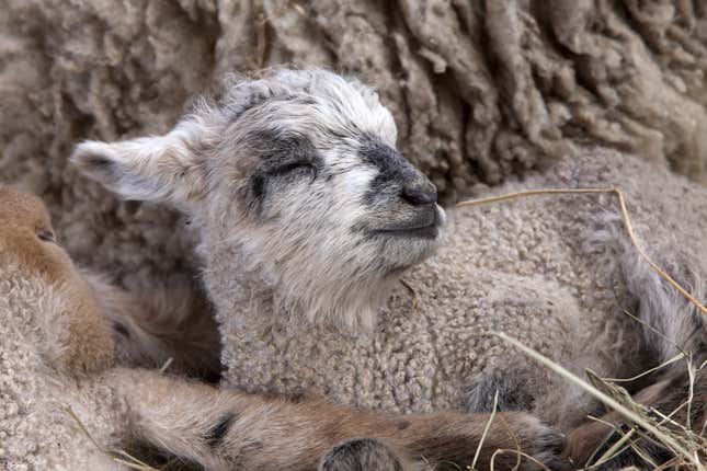 A three-day-old lamb sleeping on the ground.