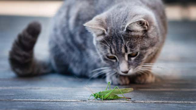 A cat playing with its potential food, a grasshopper.