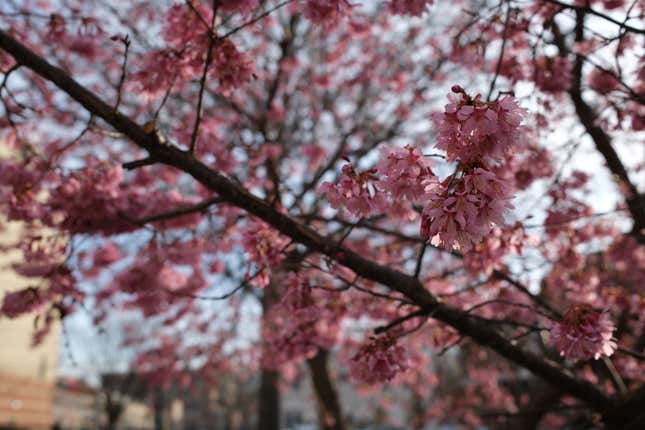Image for article titled The Fujifilm X100VI Resurrected My Love for Photography