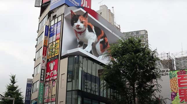 The calico looks over Shinjuku.