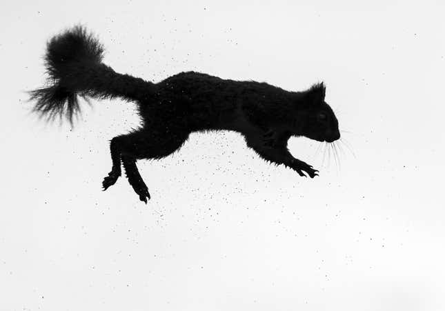 A red squirrel's silhouette against the sky.