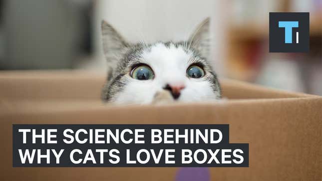 Por qué el mejor regalo que le puedes hacer a tu gato es una caja de cartón<em></em>