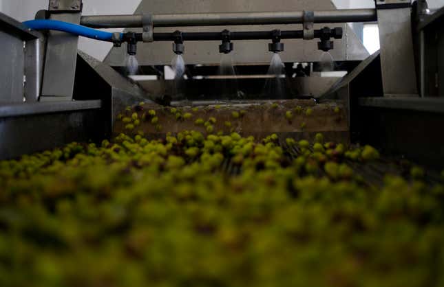 A machine sprays water over the olives at an olive oil mill in Spata suburb, east of Athens, Greece, Monday, Oct. 23, 2023. Across the Mediterranean, warm winters, massive floods, and forest fires are hurting a tradition that has thrived for centuries. Olive oil production has been hammered by the effects of climate change, causing a surge in prices for southern Europe&#39;s healthy staple. (AP Photo/Thanassis Stavrakis)