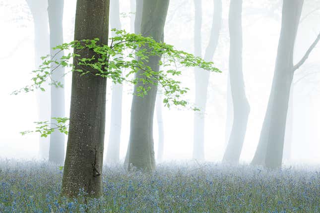 A group of beech trees in Oxfordshire.