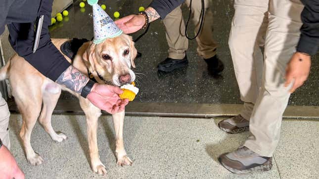 Image for article titled TSA Throws Most Adorable Retirement Party For 8-Year-Old Bomb Dog