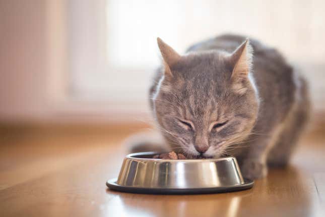 Cat sitting next to a food bowl, placed on the floor next to the living room window, and eating.