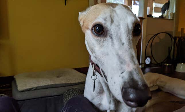 Say hello to the young greyhound named Skip.