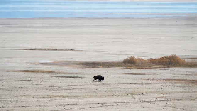 A lone bison walks along the receding edge of the Great Salt Lake on their way to a watering hole on April 30, 2021, at Antelope Island, Utah.