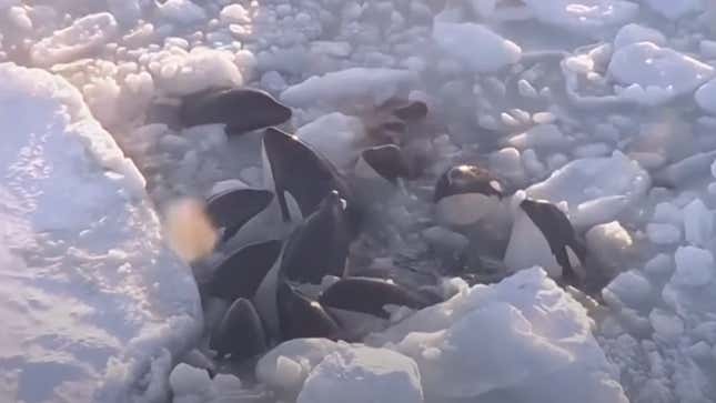 Image for article titled Group of Killer Whales Desperately Trapped in Ice Has Apparently Escaped