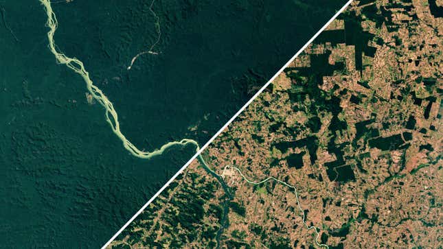 Amazon deforestation