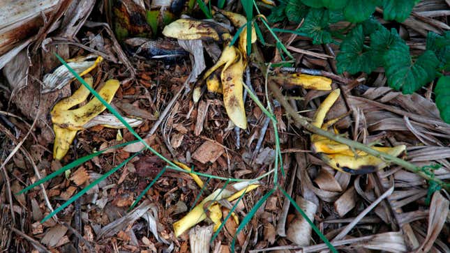 A pile of old bannana peels left by the side of the road. 