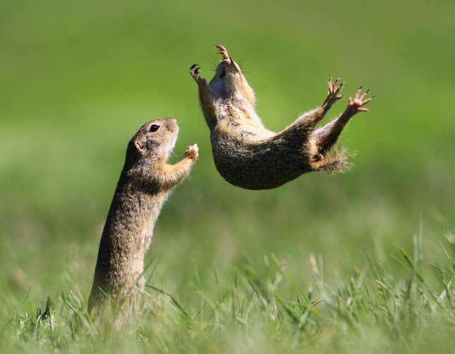 Two gophers, one of them airborne.