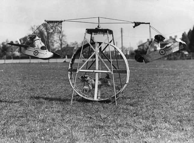 Three dogs practice on a flying machine for their circus show. One turns a wheel which moves the planes the others sit in on April 21, 1943.