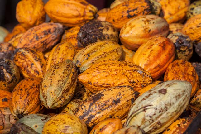 Vainas de cacao en una plantación de cacao.