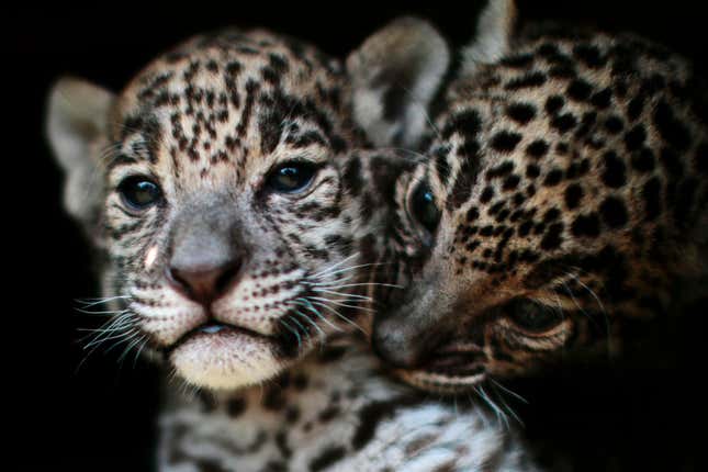 Two jaguar cubs (Panthera onca) are pictured at the “Reino Animal” zoo in Teotihuacan, Mexico, on April 27, 2018.