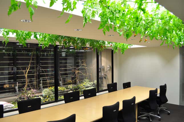 Meanwhile, workers have no trouble sharing space with tomatoes.