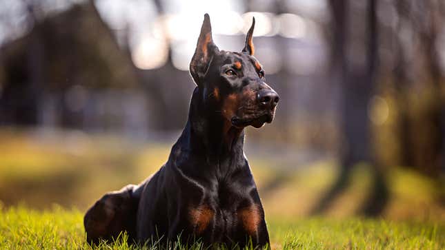 The Most Unethical Dog Breeds You Can Purchase And Why