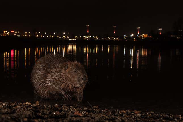 Un castor euroasiático de noche.