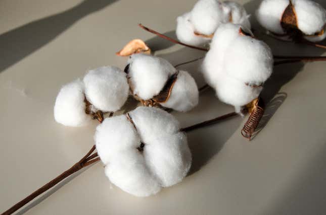 Image for article titled Spokane, Wash. Middle School Gives Class Cotton Picking Assignment. Black Kids in the Class Are Like, &#39;Uh...No.&#39;