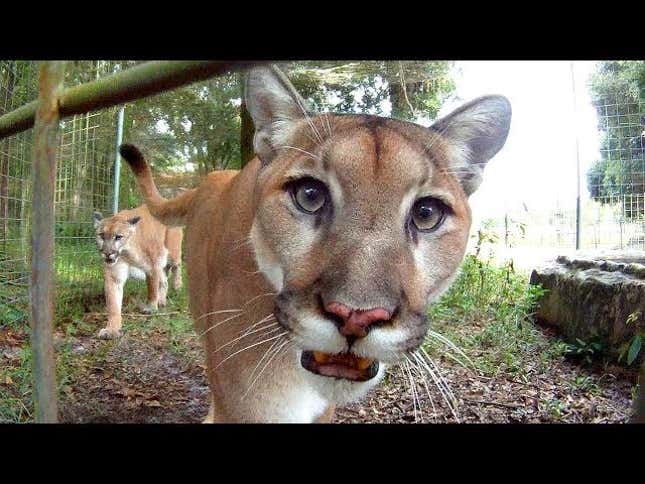 Did You Know Giant Fearsome Cougars Make Adorable Baby Kitten Noises!?