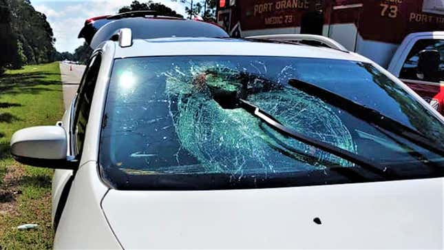 Image for article titled Turtles Keep Flying Through The Windshields Of Unsuspecting Motorists