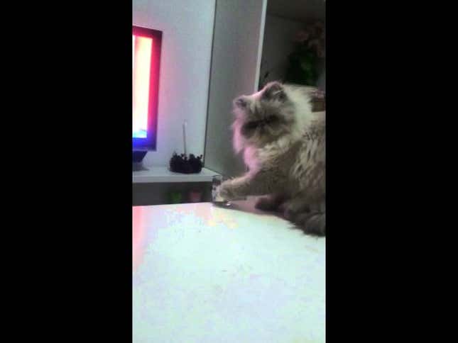 Un Gato Malo