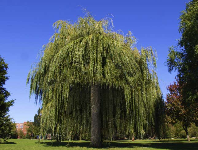 Image for article titled Weeping Willow Gets Bangs