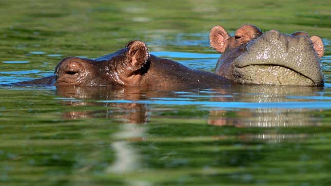 Hippos are seen at the Hacienda Napoles theme park, once the private zoo of drug kingpin Pablo Escobar at his Napoles ranch, in Doradal, Antioquia department, Colombia on June 22, 2016.