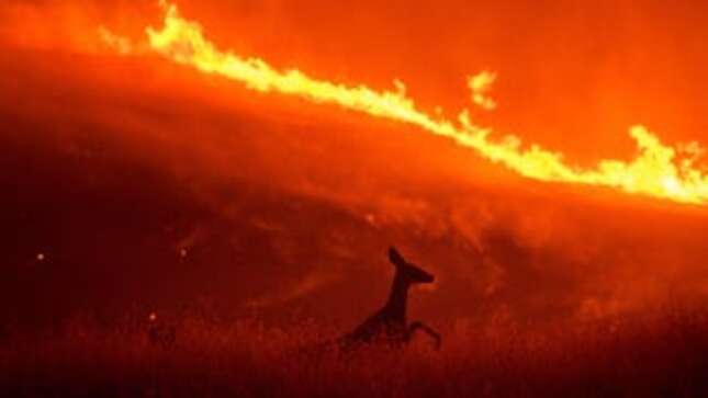 A deer flees flames as the Quail Fire burns near Winters, California on Saturday.