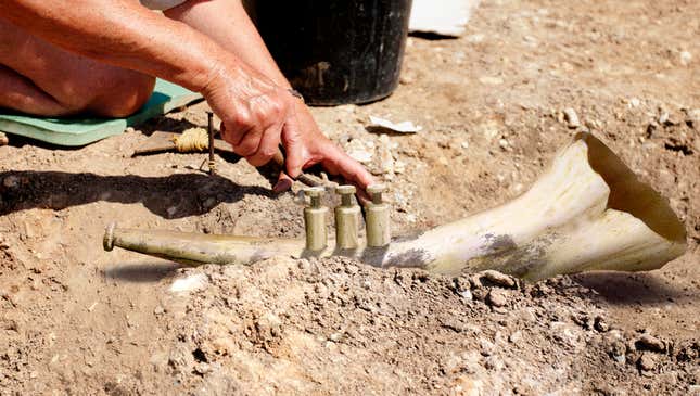 Image for article titled Archaeologists Unearth Ivory Trumpet Dating Back To Prehistoric Jazz Age