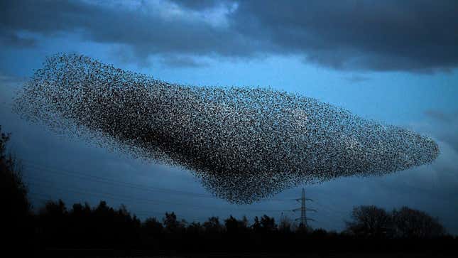 Starlings put on a display as they gather in murmurations on October 20, 2020 in Gretna, Scotland.