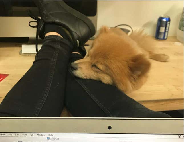 Christopher Jr the deranged Pomeranian