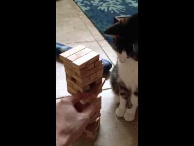 A Cat That's Surprisingly Good At Jenga