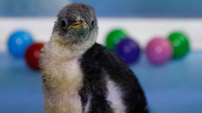 Gentoo penguin Alex was born in December at the Inbursa Aquarium and is the first Antarctic penguin to be born in Mexico.