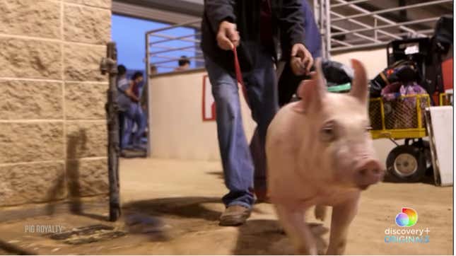 Image for article titled Pig Royalty Is Best in Show
