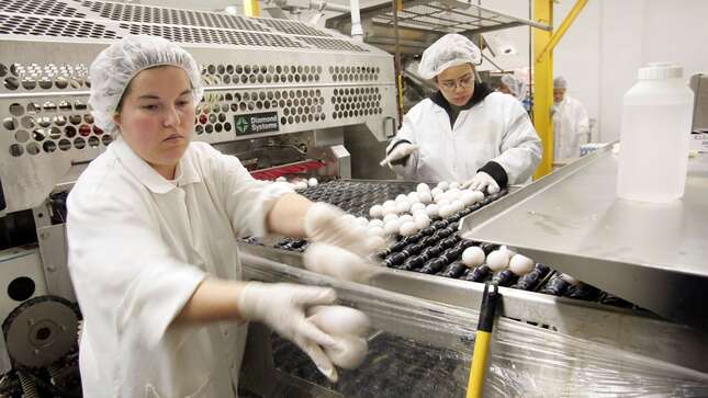 Juana Plascencia (L) and Neomi Morrales sort and remove damaged eggs after they have been pasteurized at the National Pasteurized Eggs (NPE) processing facility March 22, 2006 in Lansing, Illinois.