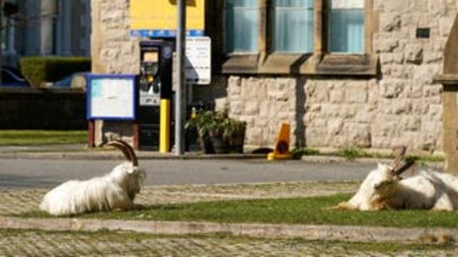 At Least These Goats Get to Run Free in the Streets
