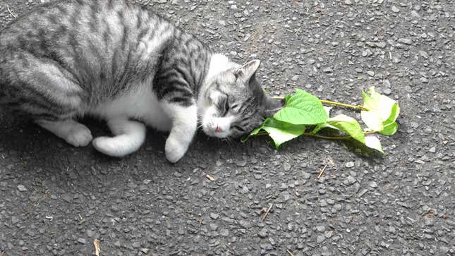 A zoned-out cat lying next to some silver vine leaves. 