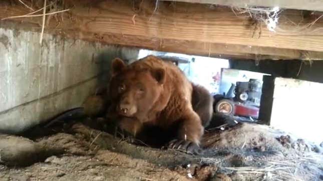 Bear To Rude Homeowner: Here's Some Shit For Ya