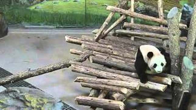 Rude Squirrel Wakes Panda Up From Very Peaceful Nap