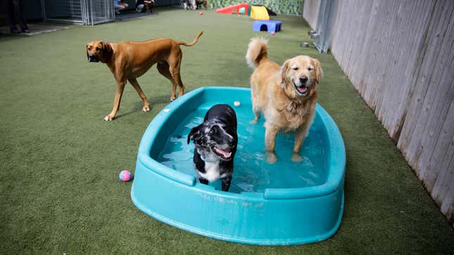 Image for article titled Do Not Put Your Pets on the Keto Diet